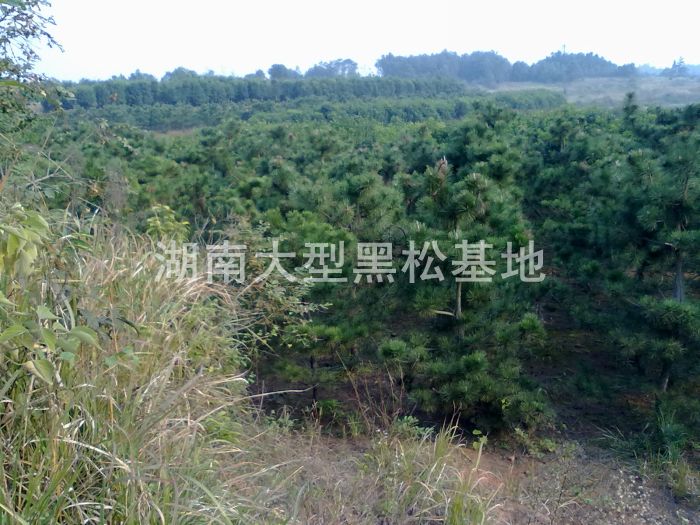 毛坯黑松 黑松 日本黑松 黑松基地 湖南黑松 長(zhǎng)沙黑松 毛坯黑松 黑松 日本黑松 黑松基地 湖南黑松 長(zhǎng)沙黑松