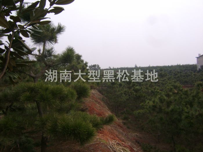 黑松 日本黑松 湖南黑松 湖南哪里有黑松買(mǎi) 黑松 日本黑松 湖南黑松 湖南哪里有黑松買(mǎi)
