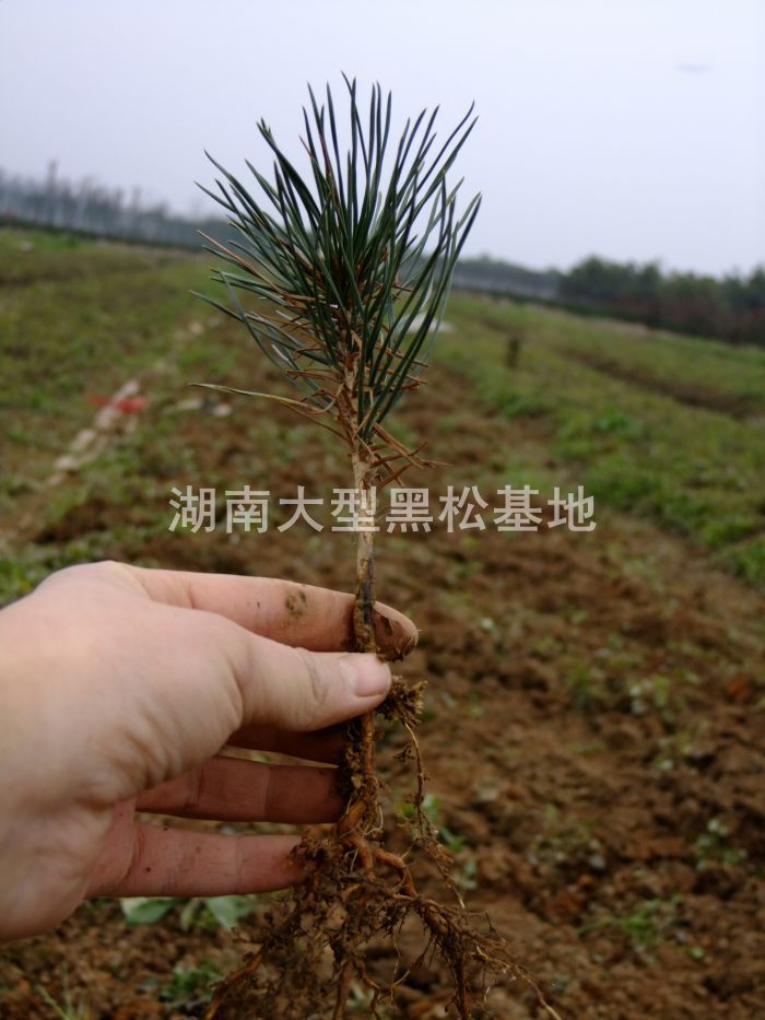 黑松小苗 黑松苗 湖南黑松 黑松基地 長沙黑松 黑松苗圃 黑松小苗 黑松苗 湖南黑松 黑松基地 長沙黑松 黑松苗圃