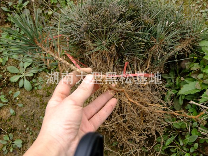 黑松小苗 黑松基地 黑松照片 湖南黑松 長沙黑松 黑松苗圃 黑松小苗 黑松基地 黑松照片 湖南黑松 長沙黑松 黑松苗圃