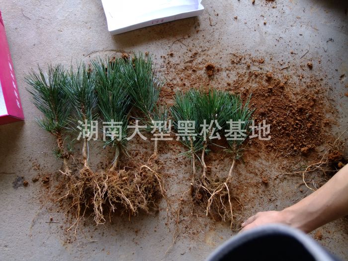 黑松基地 黑松小苗 黑松照片 湖南黑松 長沙黑松 黑松價格 黑松基地 黑松小苗 黑松照片 湖南黑松 長沙黑松 黑松價格
