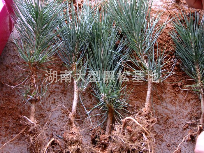 黑松照片 黑松價格 黑松小苗 黑松小苗價格 湖南黑松 黑松照片 黑松價格 黑松小苗 黑松小苗價格 湖南黑松