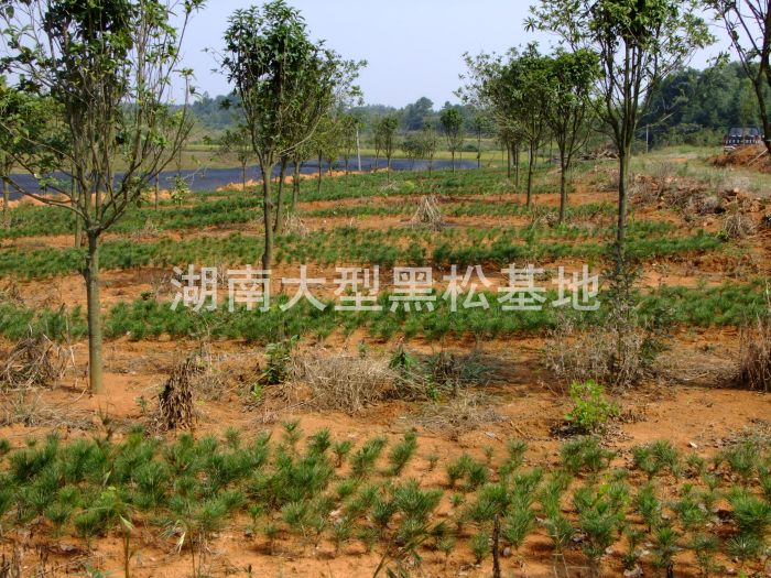 黑松價格 湖南哪里有黑松 黑松小苗價格 長沙哪里有黑松 黑松 黑松價格 湖南哪里有黑松 黑松小苗價格 長沙哪里有黑松 黑松