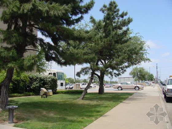 黑松 日本黑松 黑松基地 湖南黑松 黑松苗圃 長(zhǎng)沙黑松 黑松 日本黑松 黑松基地 湖南黑松 黑松苗圃 長(zhǎng)沙黑松