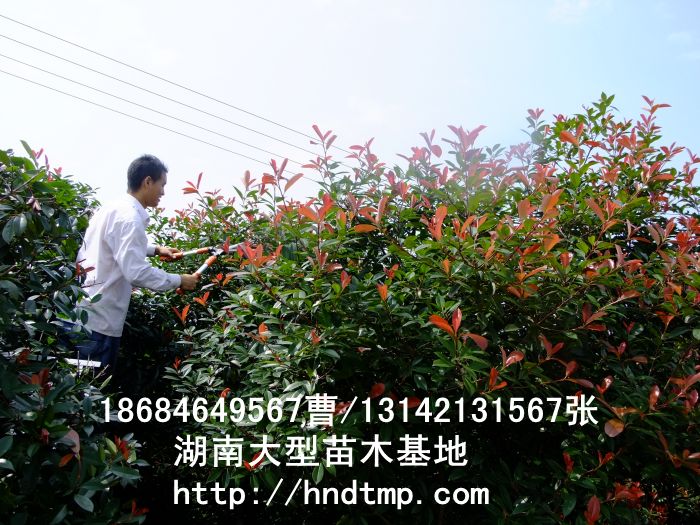 紅葉石楠價格 紅葉石楠枝條價格 求購紅葉石楠枝條 供應紅葉石楠枝條 長沙苗木 紅葉石楠價格 紅葉石楠枝條價格 求購紅葉石楠枝條 供應紅葉石楠枝條 長沙苗木