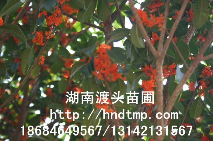 丹桂小苗 丹桂價格 丹桂照片 丹桂批發 丹桂品種 湖南丹桂基地 長沙丹桂基地 長沙苗木 長沙苗圃 丹桂小苗 丹桂價格 丹桂照片 丹桂批發 丹桂品種 湖南丹桂基地 長沙丹桂基地 長沙苗木 長沙苗圃