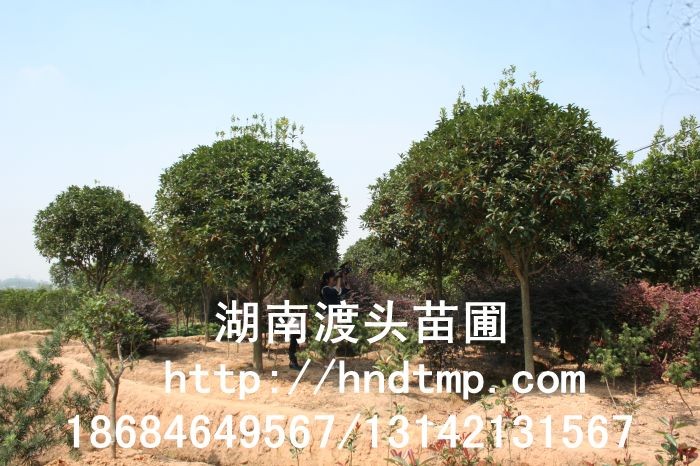 丹桂小苗 丹桂價(jià)格 丹桂照片 丹桂批發(fā) 丹桂品種 湖南丹桂基地 長(zhǎng)沙丹桂基地 長(zhǎng)沙苗木 長(zhǎng)沙苗圃 丹桂小苗 丹桂價(jià)格 丹桂照片 丹桂批發(fā) 丹桂品種 湖南丹桂基地 長(zhǎng)沙丹桂基地 長(zhǎng)沙苗木 長(zhǎng)沙苗圃