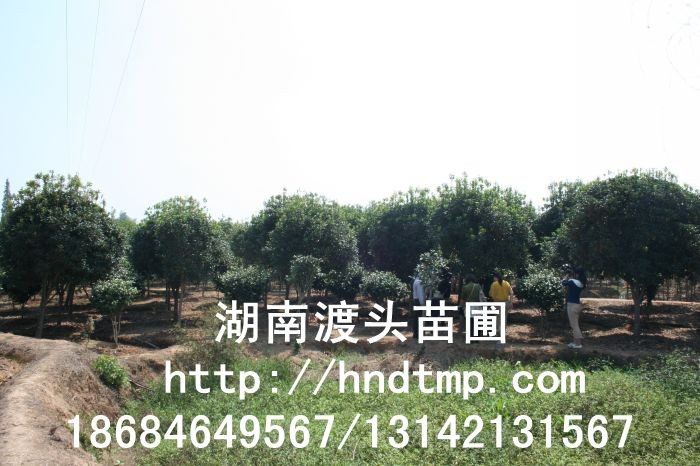 丹桂小苗 丹桂價(jià)格 丹桂照片 丹桂批發(fā) 丹桂品種 湖南丹桂基地 長(zhǎng)沙丹桂基地 長(zhǎng)沙苗木 長(zhǎng)沙苗圃 丹桂小苗 丹桂價(jià)格 丹桂照片 丹桂批發(fā) 丹桂品種 湖南丹桂基地 長(zhǎng)沙丹桂基地 長(zhǎng)沙苗木 長(zhǎng)沙苗圃