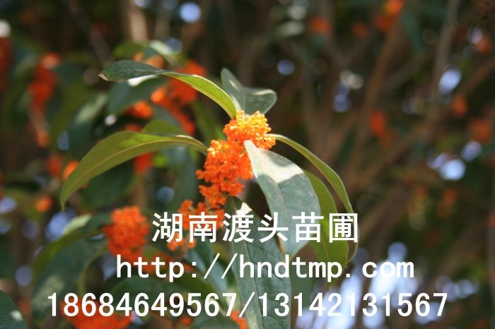 丹桂小苗 丹桂價(jià)格 丹桂照片 丹桂批發(fā) 丹桂品種 湖南丹桂基地 長(zhǎng)沙丹桂基地 長(zhǎng)沙苗木 長(zhǎng)沙苗圃 丹桂小苗 丹桂價(jià)格 丹桂照片 丹桂批發(fā) 丹桂品種 湖南丹桂基地 長(zhǎng)沙丹桂基地 長(zhǎng)沙苗木 長(zhǎng)沙苗圃