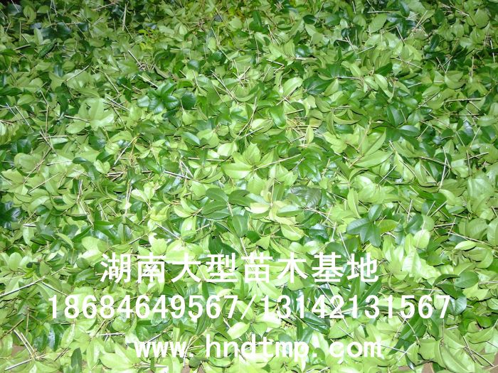 丹桂小苗 丹桂價格 丹桂照片 丹桂批發 丹桂品種 湖南丹桂基地 長沙丹桂基地 長沙苗木 長沙苗圃 丹桂小苗 丹桂價格 丹桂照片 丹桂批發 丹桂品種 湖南丹桂基地 長沙丹桂基地 長沙苗木 長沙苗圃