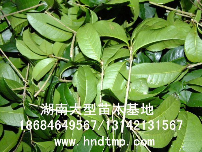 丹桂小苗 丹桂價格 丹桂照片 丹桂批發 丹桂品種 湖南丹桂基地 長沙丹桂基地 長沙苗木 長沙苗圃 丹桂小苗 丹桂價格 丹桂照片 丹桂批發 丹桂品種 湖南丹桂基地 長沙丹桂基地 長沙苗木 長沙苗圃