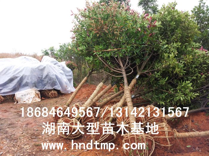 紅葉石楠/紅葉石楠價(jià)格/紅葉石楠高桿樹/紅葉石楠最新價(jià)格/紅葉石楠基地/湖南紅葉石楠/紅葉石楠價(jià)格/紅葉石楠高桿樹價(jià)格/湖南紅葉石楠價(jià)格/長沙紅葉石楠價(jià)格/瀏陽紅葉石楠價(jià)格/紅葉石楠照片/紅葉石楠4-10公分/紅葉石楠的培植/紅葉石楠養(yǎng)護(hù)/紅葉石楠獨(dú)桿樹/紅葉石楠獨(dú)桿樹價(jià)格/湖南哪里有紅葉石楠購買/湖南哪里有紅葉石楠基地/紅葉石楠特性/紅葉石楠優(yōu)勢/紅葉石楠最新品種/紅葉石楠價(jià)值/紅葉石楠的選購/紅葉石楠扦插/紅葉石楠樹//紅葉石楠/紅葉石楠高桿樹8公分/紅葉石楠高桿樹9公分/紅葉石楠高桿樹10公分/紅葉 紅葉石楠/紅葉石楠價(jià)格/紅葉石楠高桿樹/紅葉石楠最新價(jià)格/紅葉石楠基地/湖南紅葉石楠/紅葉石楠價(jià)格/紅葉石楠高桿樹價(jià)格/湖南紅葉石楠價(jià)格/長沙紅葉石楠價(jià)格/瀏陽紅葉石楠價(jià)格/紅葉石楠照片/紅葉石楠4-10公分/紅葉石楠的培植/紅葉石楠養(yǎng)護(hù)/紅葉石楠獨(dú)桿樹/紅葉石楠獨(dú)桿樹價(jià)格/湖南哪里有紅葉石楠購買/湖南哪里有紅葉石楠基地/紅葉石楠特性/紅葉石楠優(yōu)勢/紅葉石楠最新品種/紅葉石楠價(jià)值/紅葉石楠的選購/紅葉石楠扦插/紅葉石楠樹//紅葉石楠/紅葉石楠高桿樹8公分/紅葉石楠高桿樹9公分/紅葉石楠高桿樹10公分/紅葉