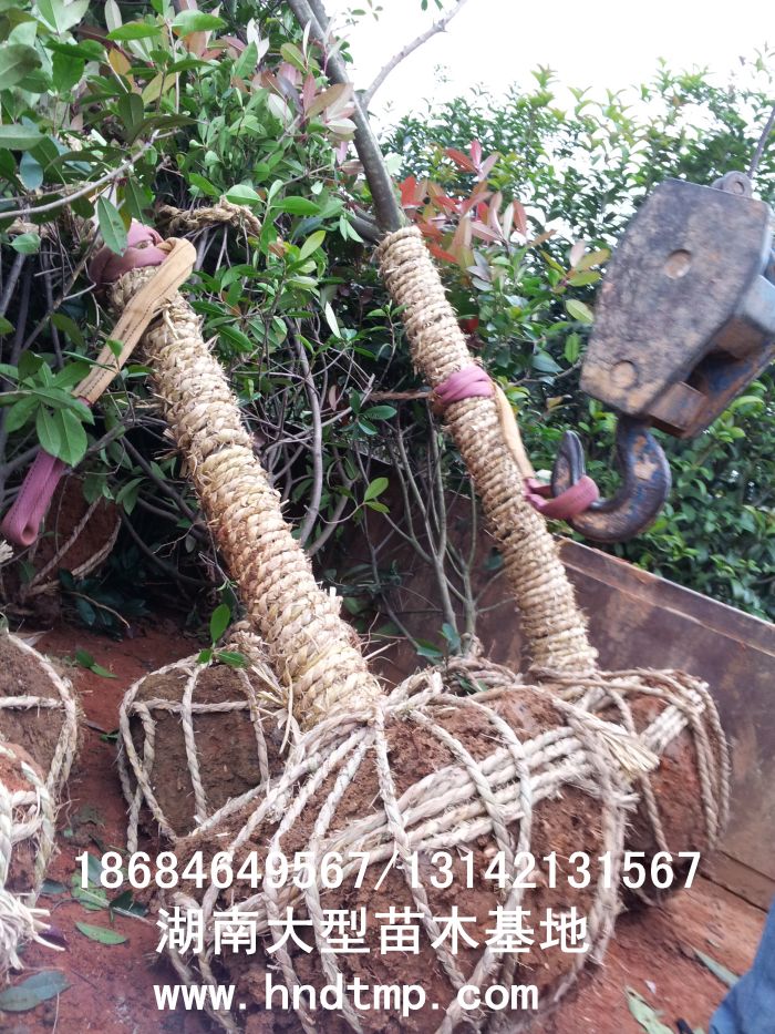 紅葉石楠/紅葉石楠基地/紅葉石楠直銷/紅葉石楠價(jià)格/紅葉石楠大型基地/專供紅葉石楠/湖南大型紅葉石楠基地 紅葉石楠/紅葉石楠基地/紅葉石楠直銷/紅葉石楠價(jià)格/紅葉石楠大型基地/專供紅葉石楠/湖南大型紅葉石楠基地