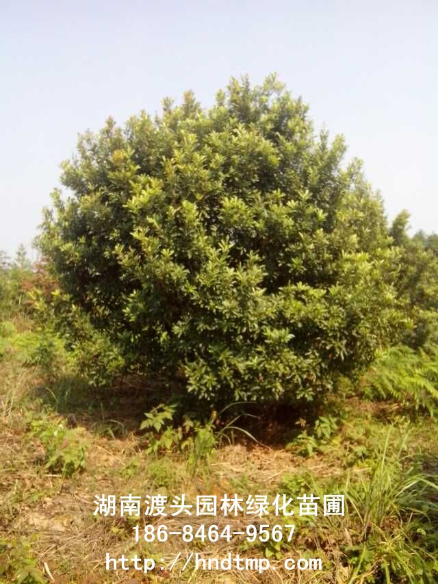 ϗ÷(sh)/L(zhng)ɳ÷(sh)l(f)