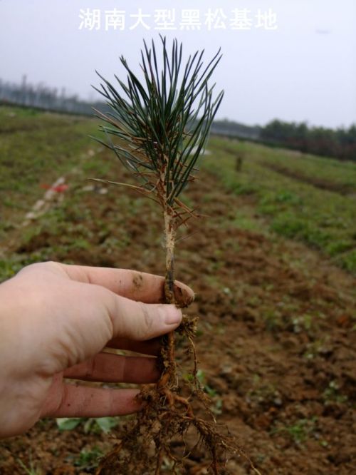 ϺС gꖺС  С  Сr LɳС