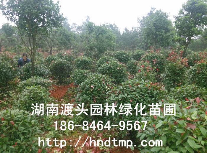 LɳƷt~ʯ((yu)|(zh)̓r)