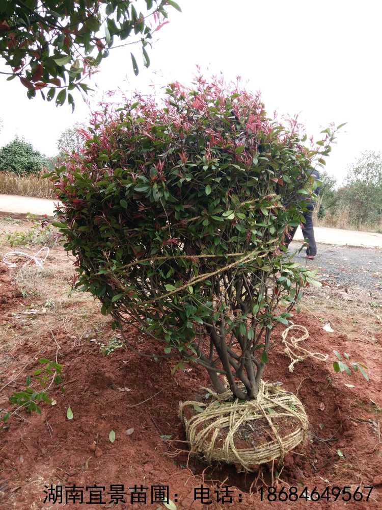 LɳԴ(yng)l(f)t~ʯ骾..