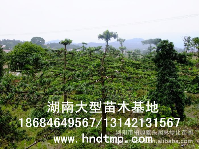 (yng)~_hɡ~_hԻءLɳg~_hɻء~_hľء~_hLɳء~_hɺϻء~_hɞgꖻء~_hɡ_hɷNӡ~_hɷNӃr(ji)񡤴ُ~_hɷNӡ(yng)~_hɷNӡ~_hɷNӃr(ji)~_hɷNӰl(f)ѿжߡ_hɷNôN_hɷNuϞgLɳ_hɷNֱN؃r(ji)_hɷNNۡԼժ_hɷNӡ_hɷNӰl(f)ѿô_hɷNӰl(f)ѿʡô_hɷNӡ_hɷNҪô桤_hɷNô_