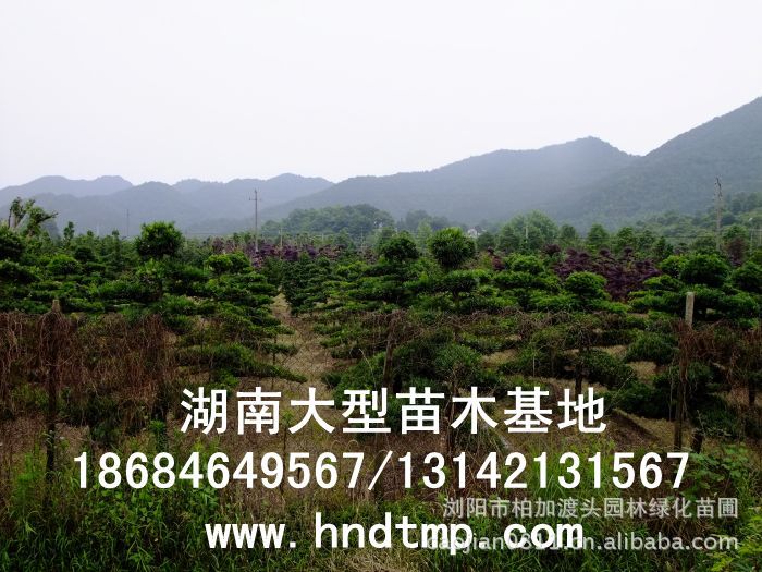 (yng)~_hɡ~_hԻءLɳg~_hɻء~_hľء~_hLɳء~_hɺϻء~_hɞgꖻء~_hɡ_hɷNӡ~_hɷNӃr(ji)񡤴ُ~_hɷNӡ(yng)~_hɷNӡ~_hɷNӃr(ji)~_hɷNӰl(f)ѿжߡ_hɷNôN_hɷNuϞgLɳ_hɷNֱN؃r(ji)_hɷNNۡԼժ_hɷNӡ_hɷNӰl(f)ѿô_hɷNӰl(f)ѿʡô_hɷNӡ_hɷNҪô桤_hɷNô_