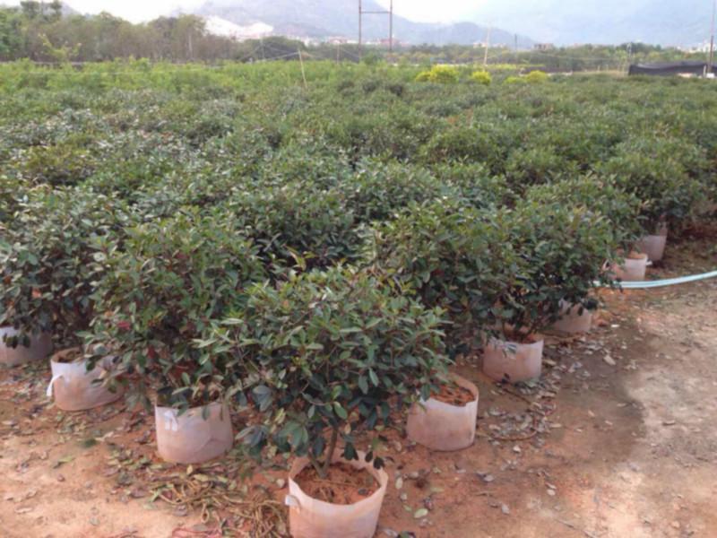 172429.jpg 172429.jpg