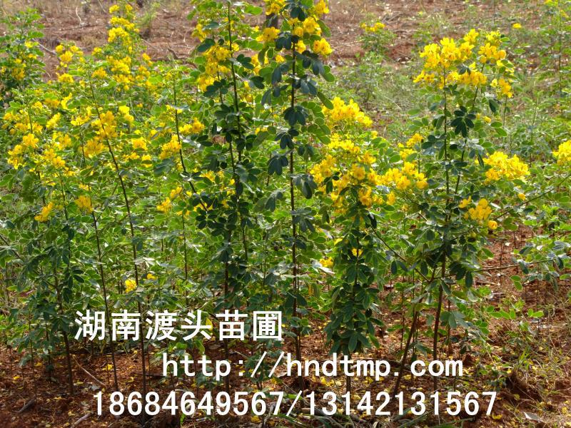 湖南花木苗木基地/湖南黃花槐基地 湖南花木苗木基地/湖南黃花槐基地