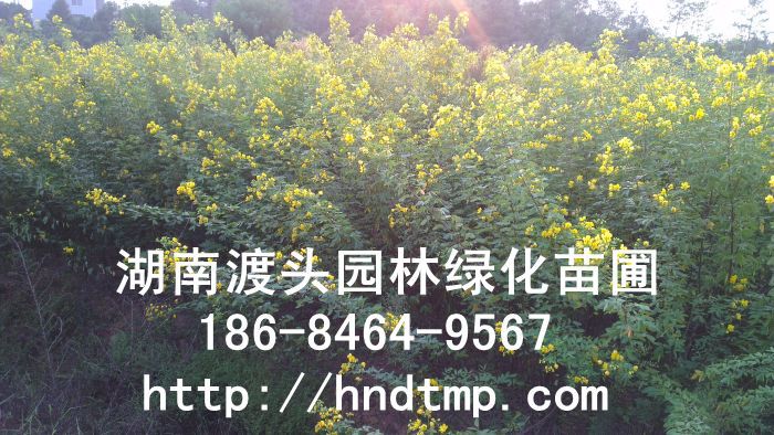 湖南花木苗木基地-黃花槐基地 湖南花木苗木基地-黃花槐基地
