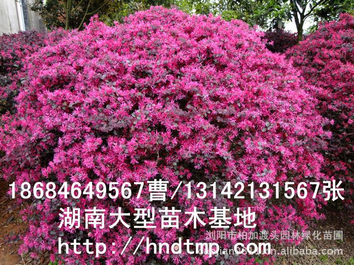 紅花繼木球/紅花繼木黑珍珠/紅花繼木最紅品種/紅花繼木球價格 紅花繼木球/紅花繼木黑珍珠/紅花繼木最紅品種/紅花繼木球價格