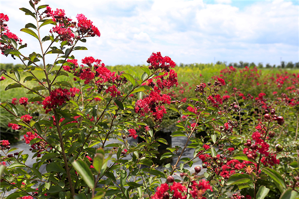 卡洛琳嫣紅紫薇