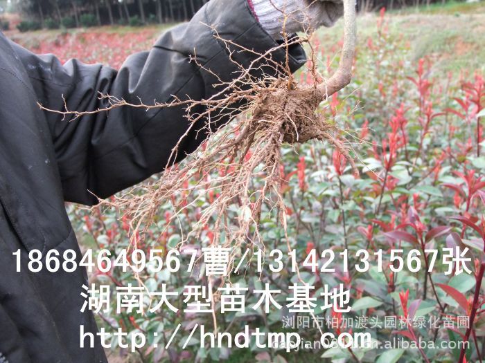 t~ʯ Lɳľ Lɳ Lɳľ LɳľЈ ؼӻľ֮l(xing)