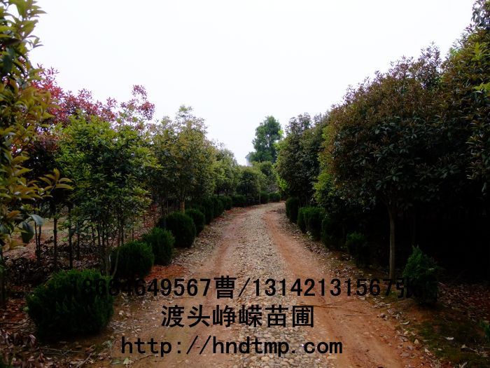 桂花價格 桂花4-10公分 求購桂花 桂花基地 湖南哪里有桂花買 八月桂 金桂 八月桂照片 桂花價格 桂花4-10公分 求購桂花 桂花基地 湖南哪里有桂花買 八月桂 金桂 八月桂照片