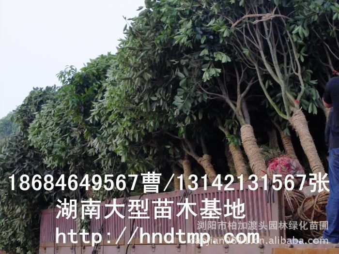 桂花價格 桂花4-10公分 求購桂花 桂花基地 湖南哪里有桂花買 八月桂 金桂 八月桂照片 桂花價格 桂花4-10公分 求購桂花 桂花基地 湖南哪里有桂花買 八月桂 金桂 八月桂照片