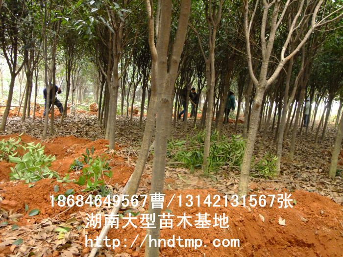 桂花價格 桂花4-10公分 求購桂花 桂花基地 湖南哪里有桂花買 八月桂 金桂 八月桂照片 桂花價格 桂花4-10公分 求購桂花 桂花基地 湖南哪里有桂花買 八月桂 金桂 八月桂照片