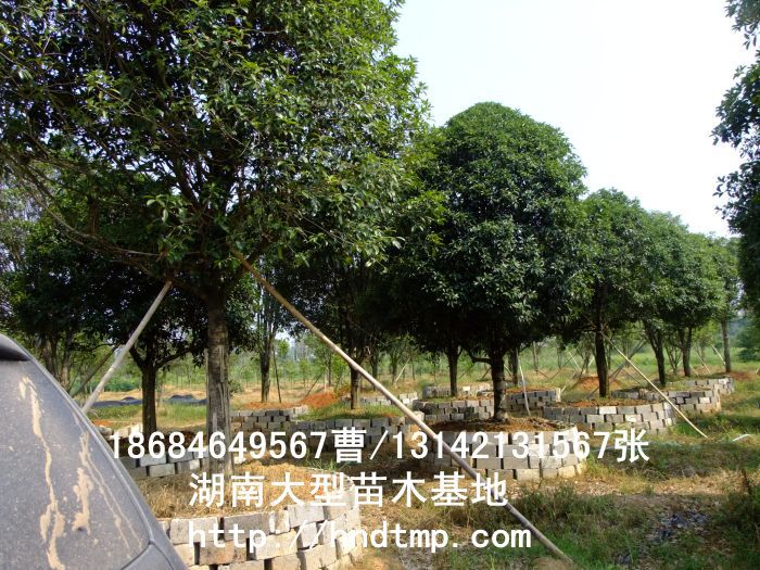 精品八月桂價格 長沙精品八月桂 精品八月桂價格 湖南精品八月桂價格 哪里有精品桂花買 長沙苗木 長沙苗圃 精品八月桂價格 長沙精品八月桂 精品八月桂價格 湖南精品八月桂價格 哪里有精品桂花買 長沙苗木 長沙苗圃