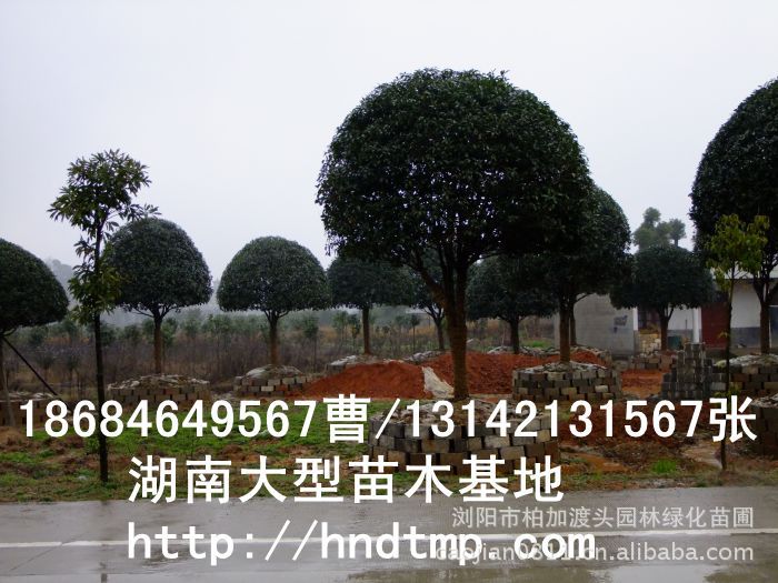 精品八月桂價格 長沙精品八月桂 精品八月桂價格 湖南精品八月桂價格 哪里有精品桂花買 精品八月桂價格 長沙精品八月桂 精品八月桂價格 湖南精品八月桂價格 哪里有精品桂花買