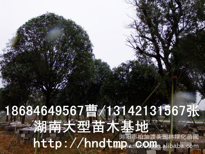 精品八月桂價格 長沙精品八月桂 精品八月桂價格 湖南精品八月桂價格 哪里有精品桂花買 精品八月桂價格 長沙精品八月桂 精品八月桂價格 湖南精品八月桂價格 哪里有精品桂花買