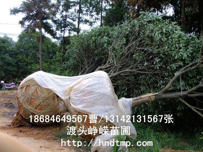 精品八月桂價格 長沙精品八月桂 精品八月桂價格 湖南精品八月桂價格 哪里有精品桂花買 長沙苗木 長沙苗圃 精品八月桂價格 長沙精品八月桂 精品八月桂價格 湖南精品八月桂價格 哪里有精品桂花買 長沙苗木 長沙苗圃