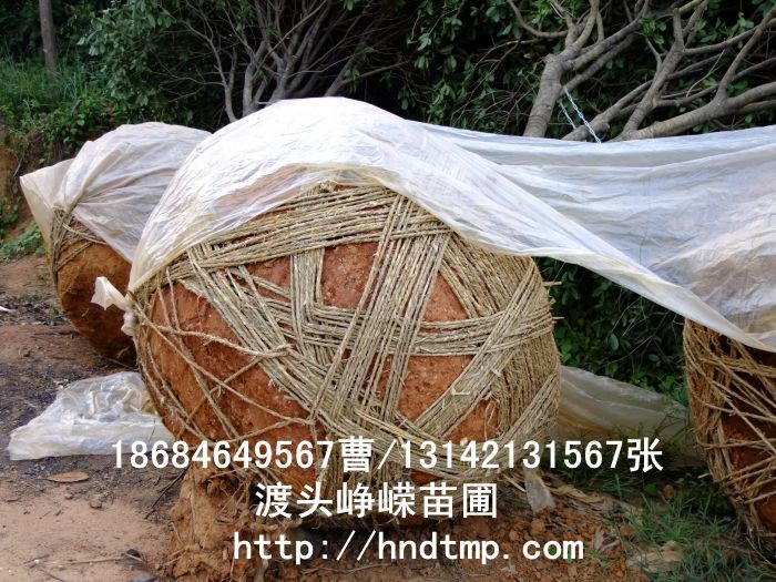 精品八月桂價格 長沙精品八月桂 精品八月桂價格 湖南精品八月桂價格 哪里有精品桂花買 長沙苗木 長沙苗圃 精品八月桂價格 長沙精品八月桂 精品八月桂價格 湖南精品八月桂價格 哪里有精品桂花買 長沙苗木 長沙苗圃